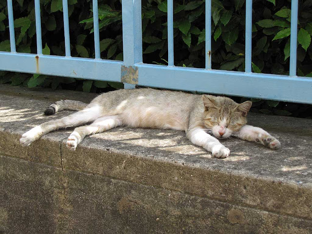 Cat napping in the shadow, Livorno