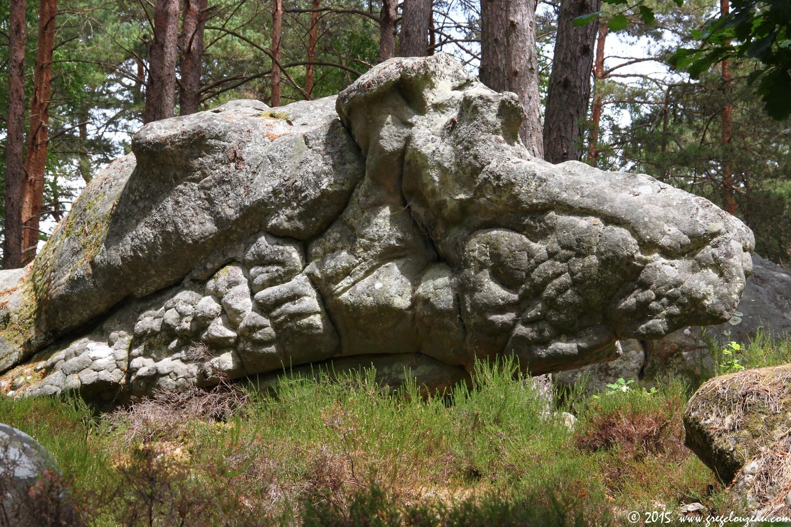 La baleine des d'Apremont FontaineBleau Passion