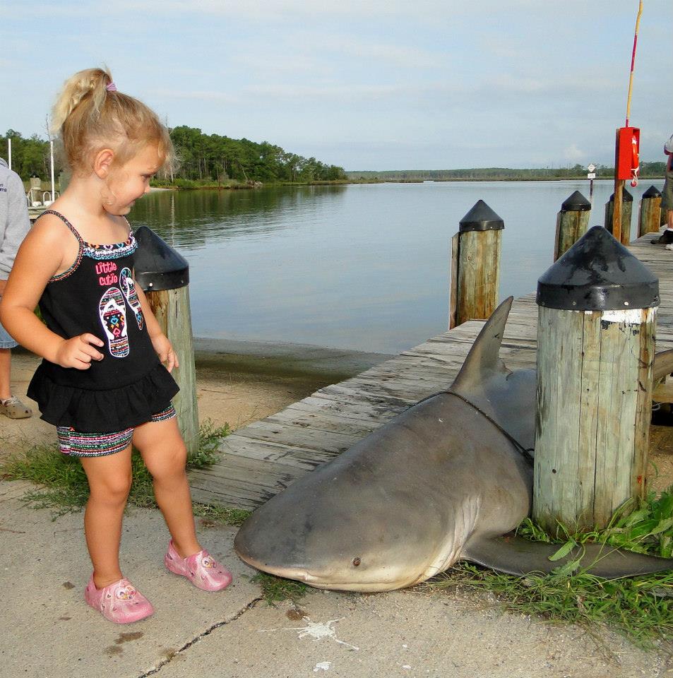 A View from the Beach More Sharks in the Bay