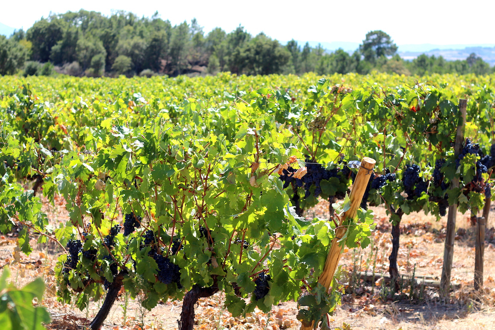 vineyard portugal summer countryside