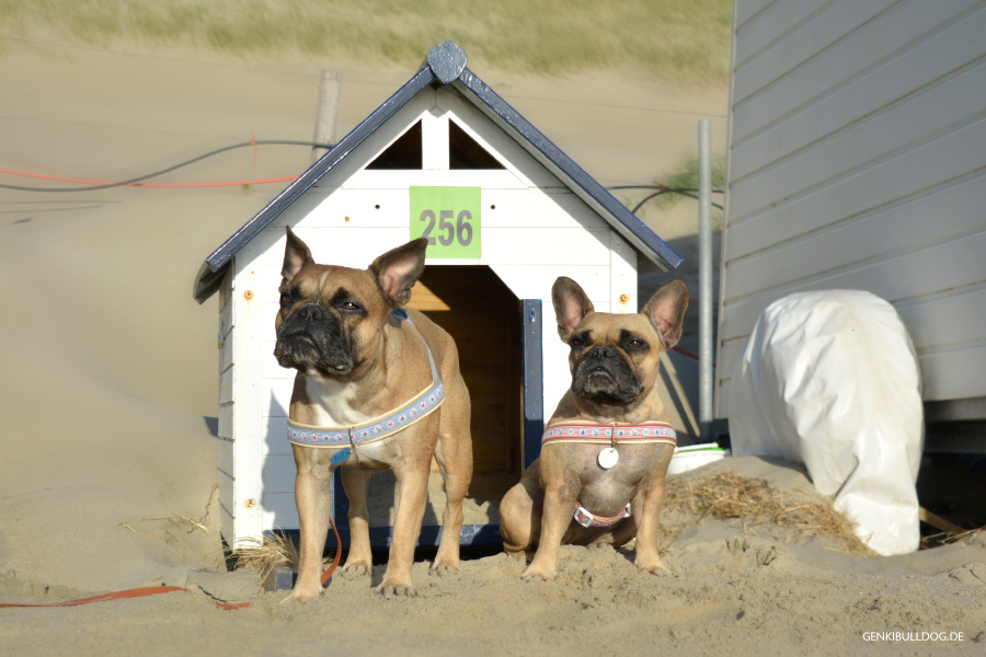 Texel Strandhaus Nr. 256 für Hunde Texel Strandhaus Nr. 256 für Hunde