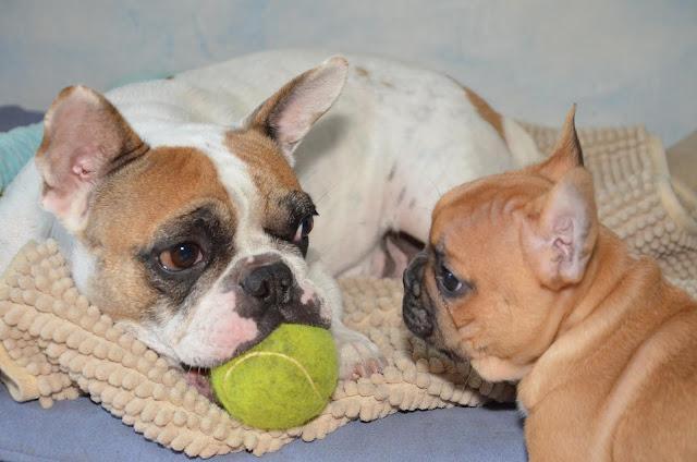 education chiot bouledogue francais