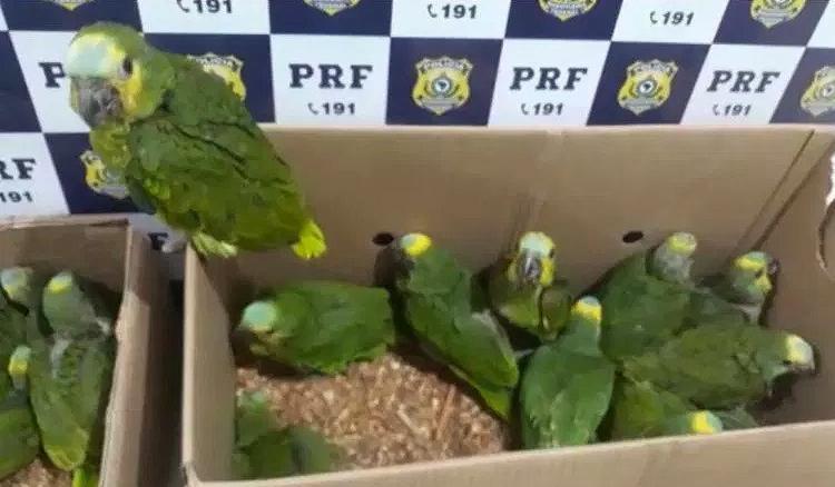 PRF resgata 127 pássaros silvestres dentro de veículo em Ibotirama