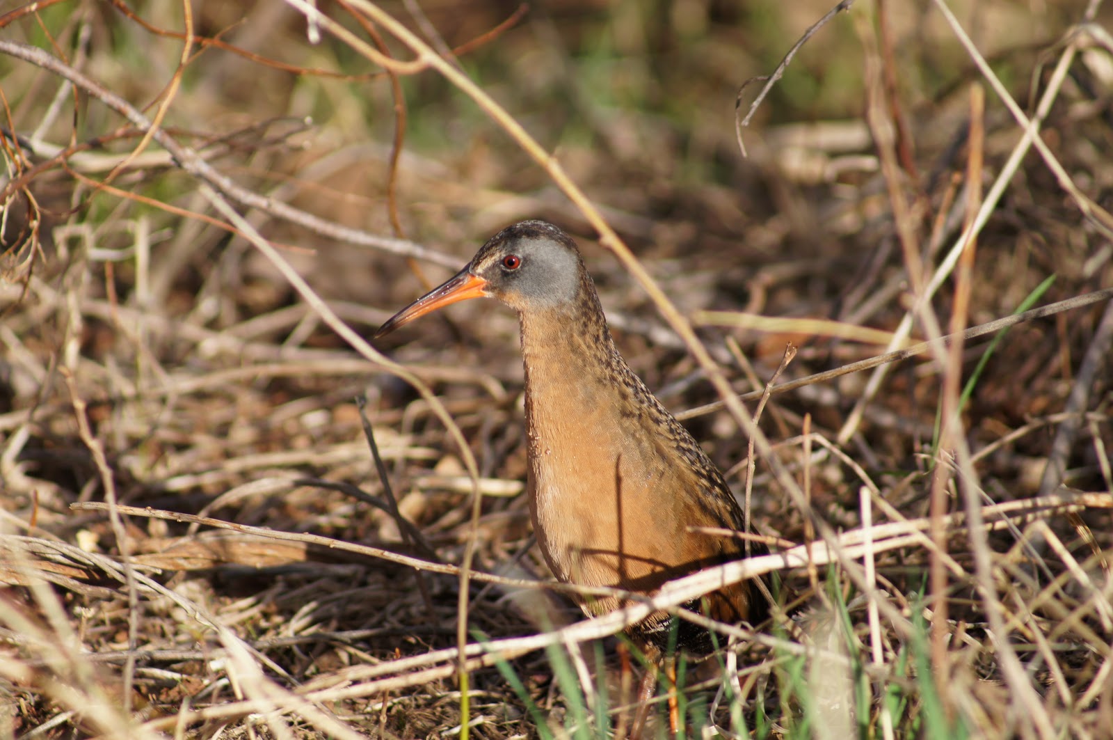 Things with Wings Bolton Flats Wildlife Management Area
