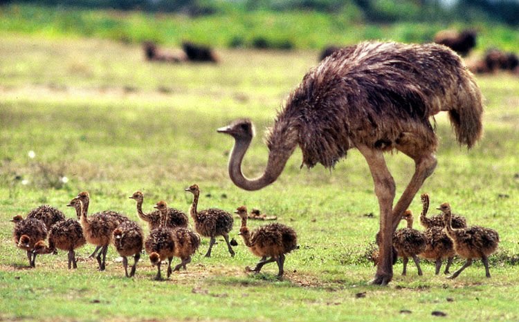 Burung Yang Tidak Bisa Terbang