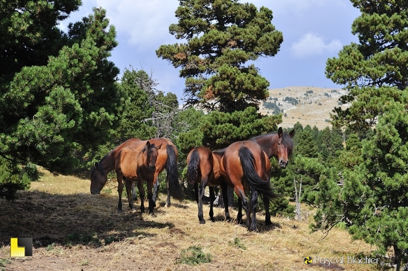 juments sur le vercors photo Pascal Blachier