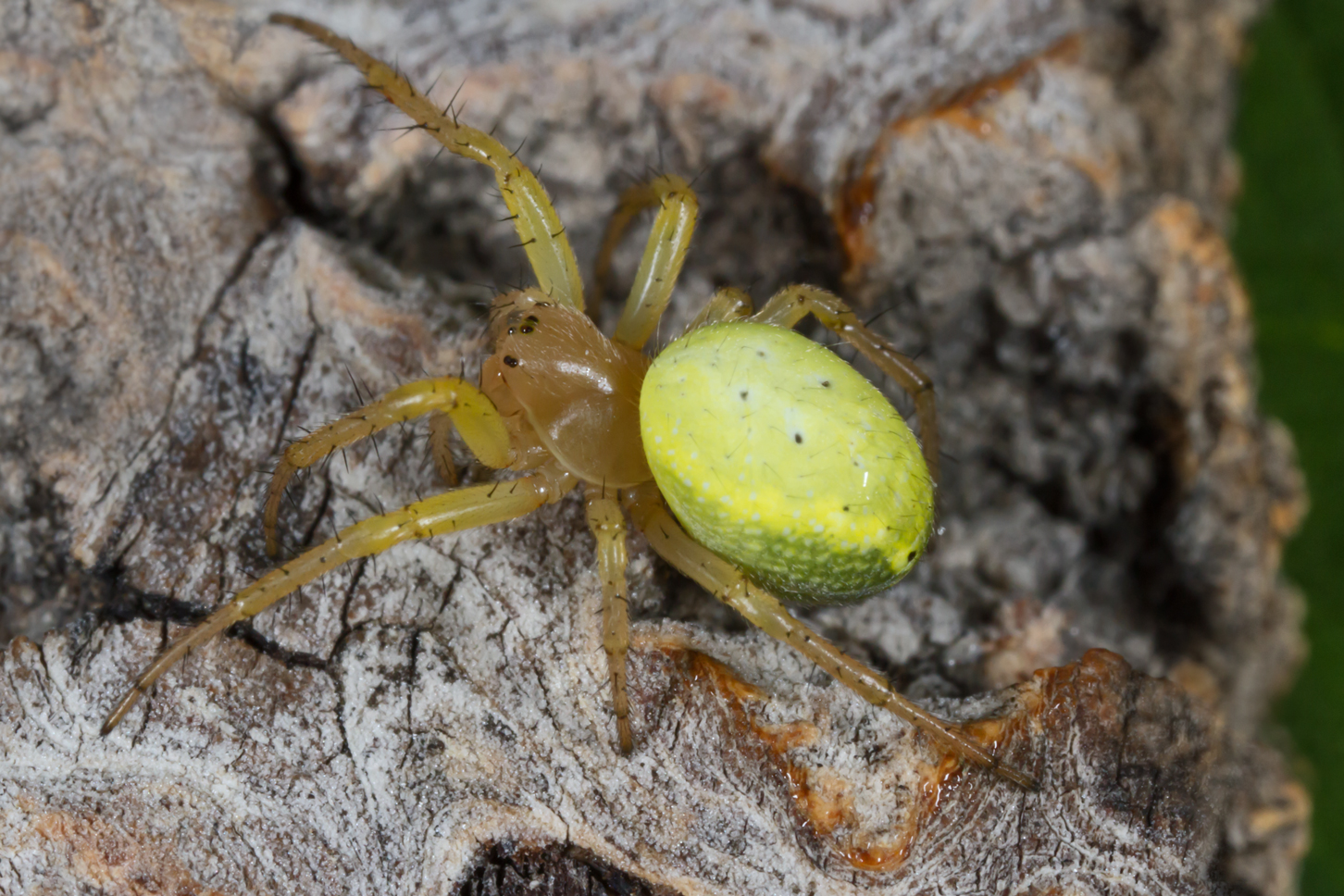 Harvey's Spiders n Stuff Orb Weaver Araniella proxima