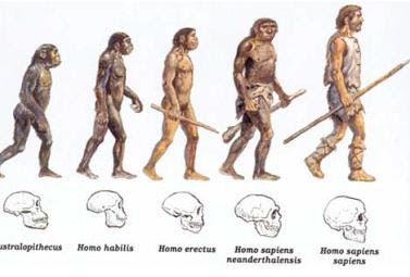 Evolución humana