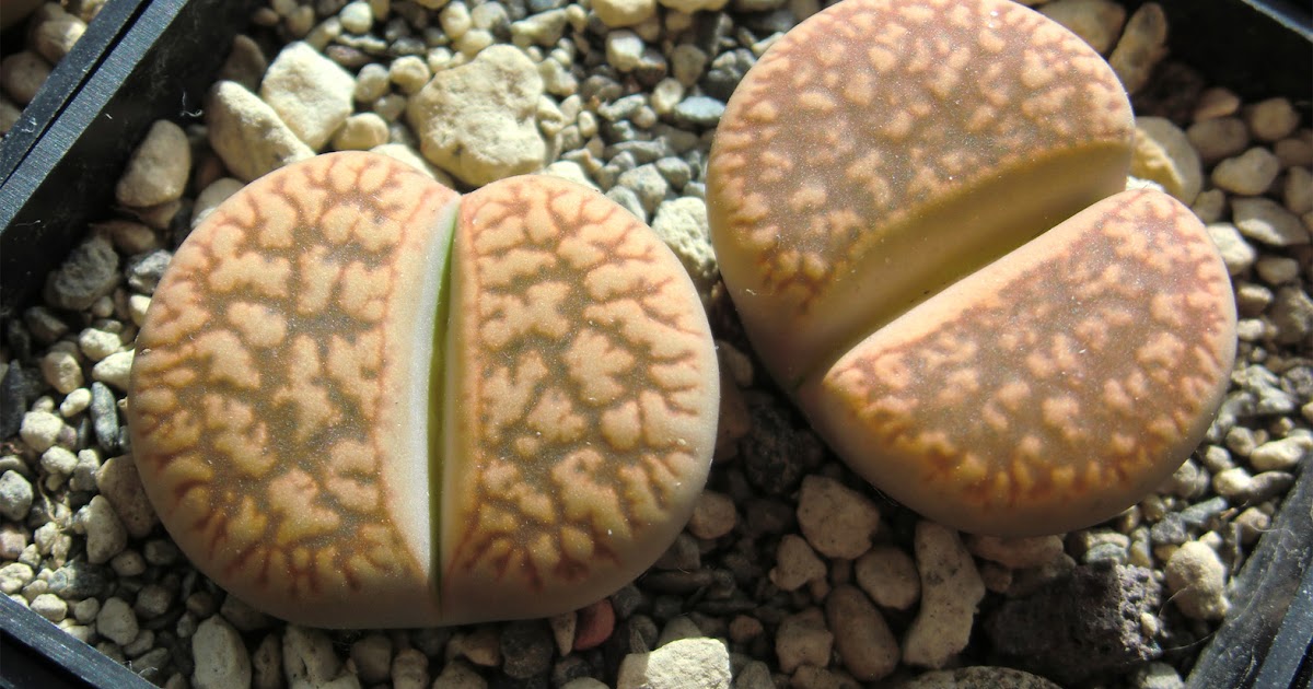 Lithops Stories Lithops plant size Part 1 (17 pics)