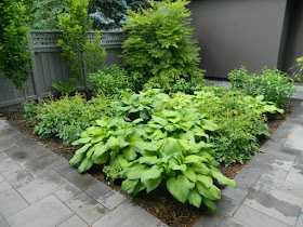 Greektown Toronto new perennial garden by garden muses not another Toronto gardening blog