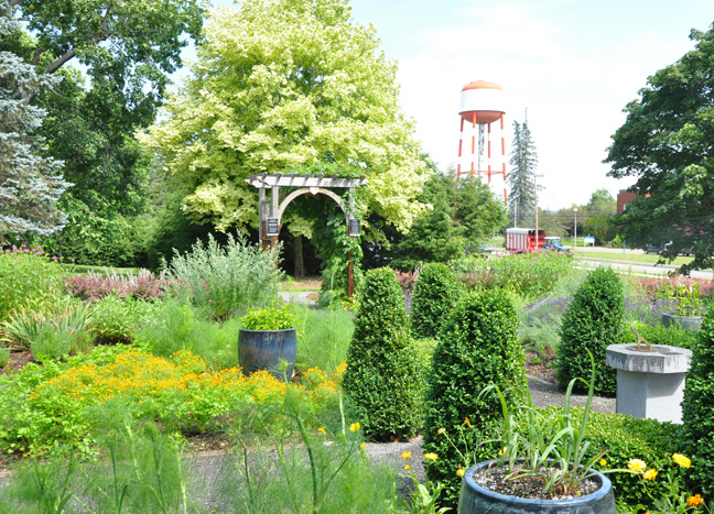 Three Dogs in a Garden: Creating An Ornamental Herb Garden