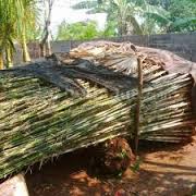 jual tanaman bambu jepang jual tanaman bambu jepang