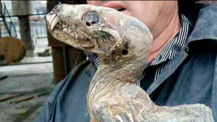 dinosaurio congelado