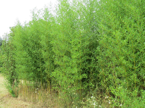 bamboo
