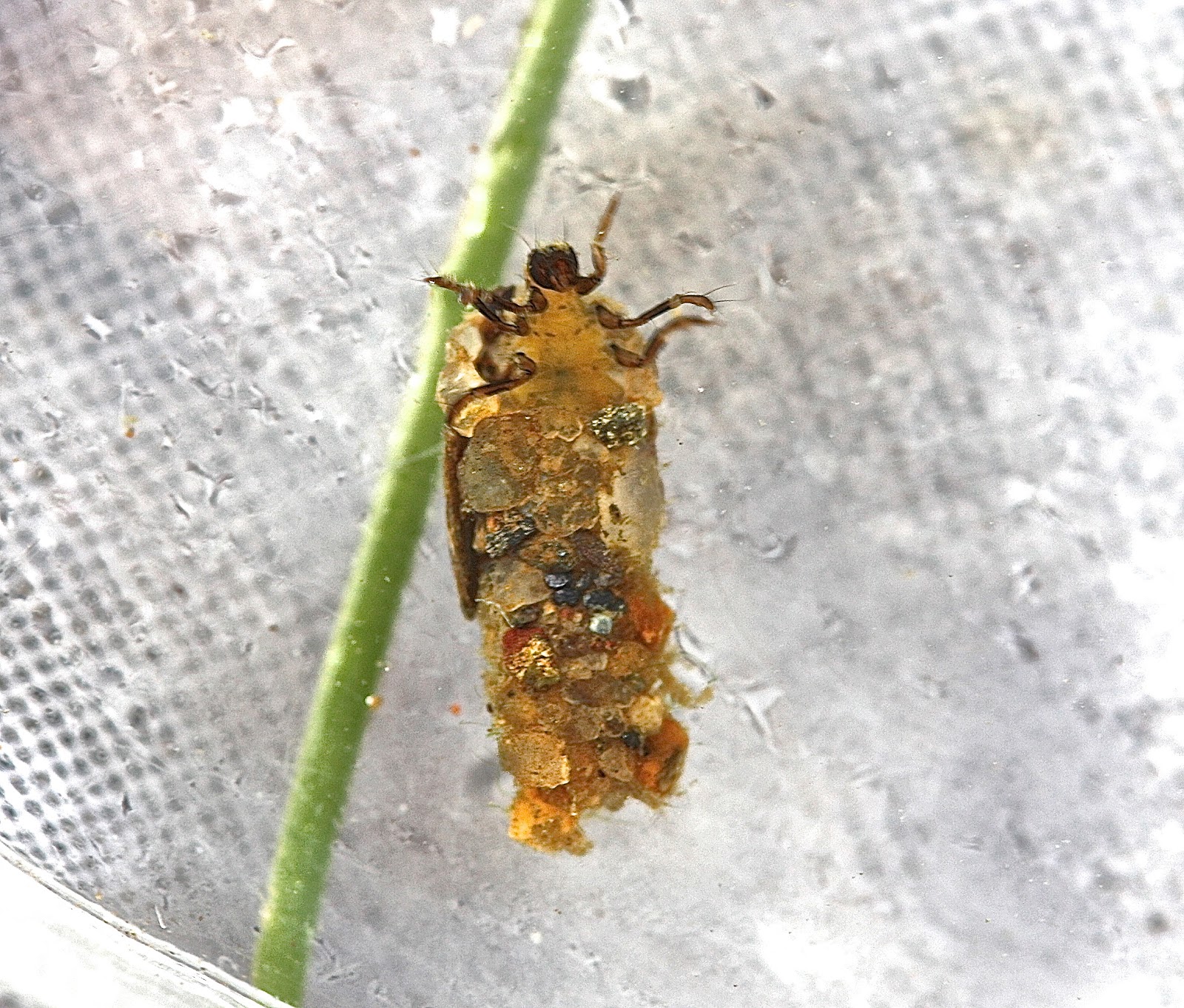 Aquatic Insects of Central Virginia: Winter Insects at the Lynch River