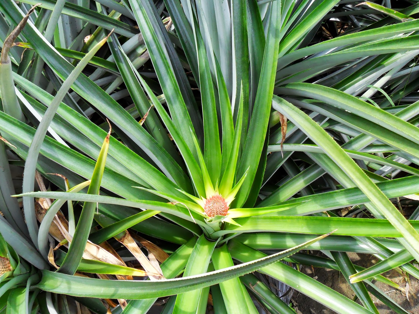 Servicios Integrales del Agro.: EL CULTIVO DE PIÑA MD2.