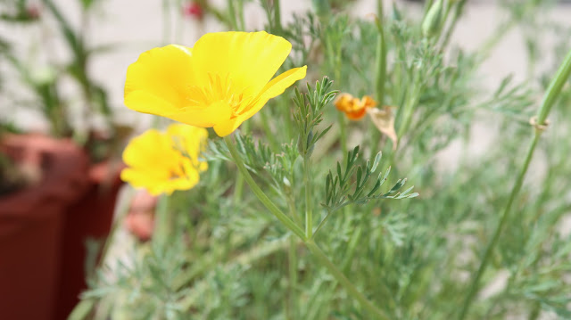 beautiful-flower-wallpaper beautiful-flower-wallpaper