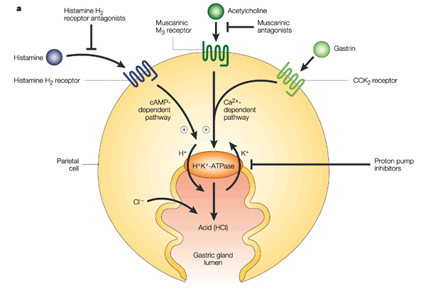 MarMedika: Interaksi antara Agen PPIs dengan Agen Antiplatelet