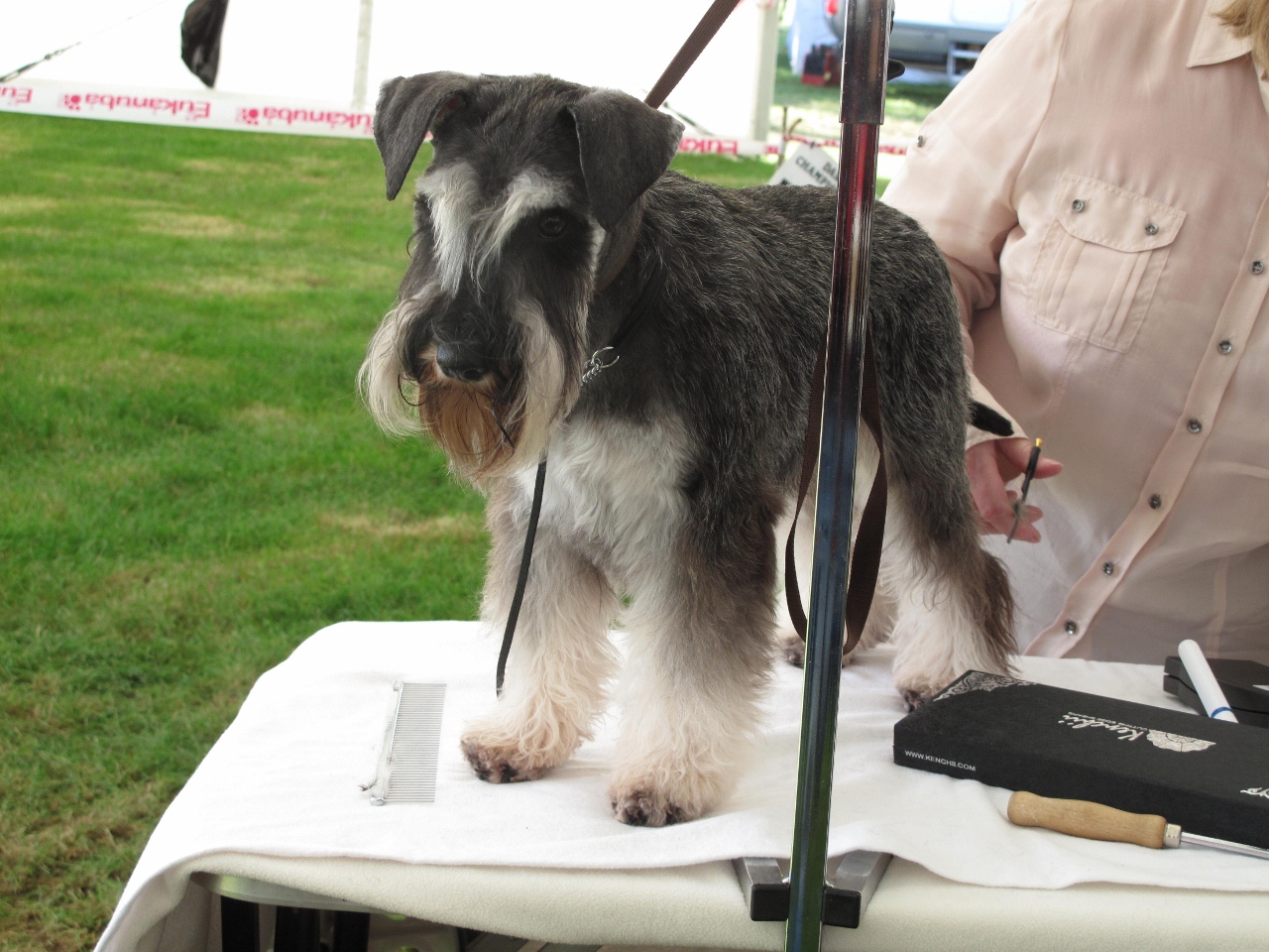 Life in the Doghouse Darlington Championship Dog Show Life in the Doghouse Darlington Championship Dog Show