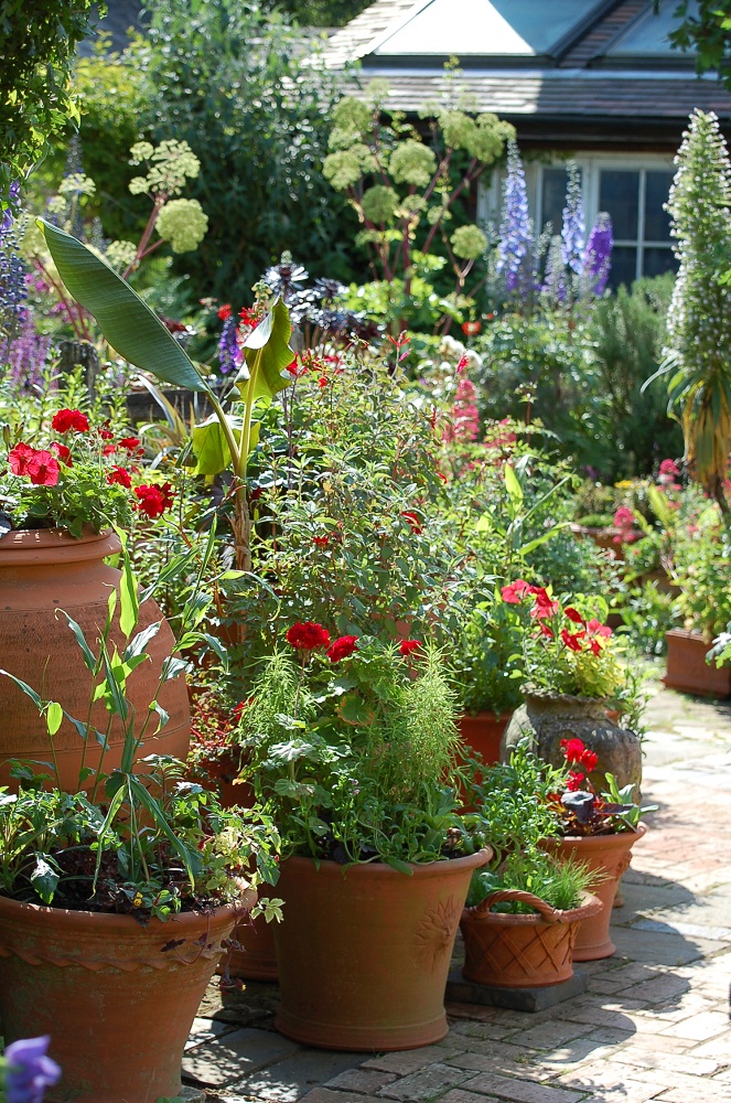 Potting Up... More plant combinations for pots and some forward planning