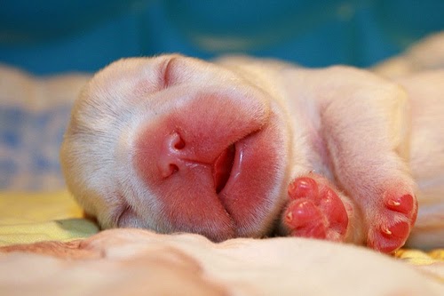 Image Result For French Bulldog Newborn