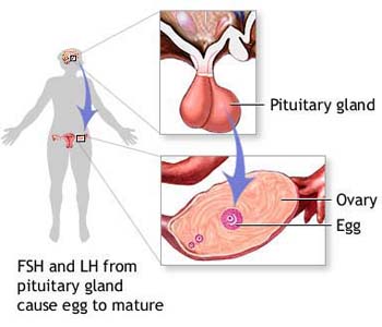 folliculine stimuline hormone folliculine stimuline hormone