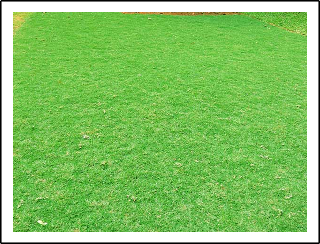 tukang taman bogor,tukang taman dibogor,jasa tukang taman profesional