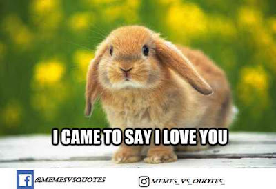 Best I love you meme / Love Meme I came to say i love you