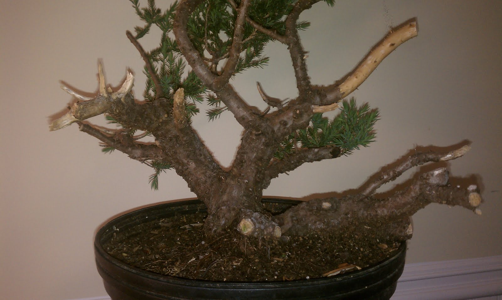 Bodhisattva Bonsai San Jose juniper bonsai big steps forward