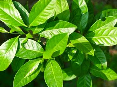 Daun salam obat diabetes