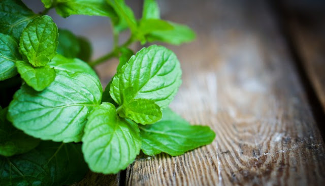 Enam Obat Herbal Yang Berguna Tuk Atasi Kebiasaan Mendengkur Yang Mengganggu Enam Obat Herbal Yang Berguna Tuk Atasi Kebiasaan Mendengkur Yang Mengganggu