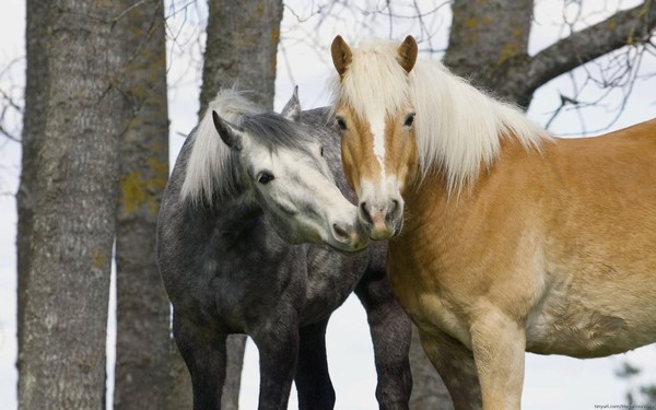 Beautiful Horses Pictures High Quality Widescreen