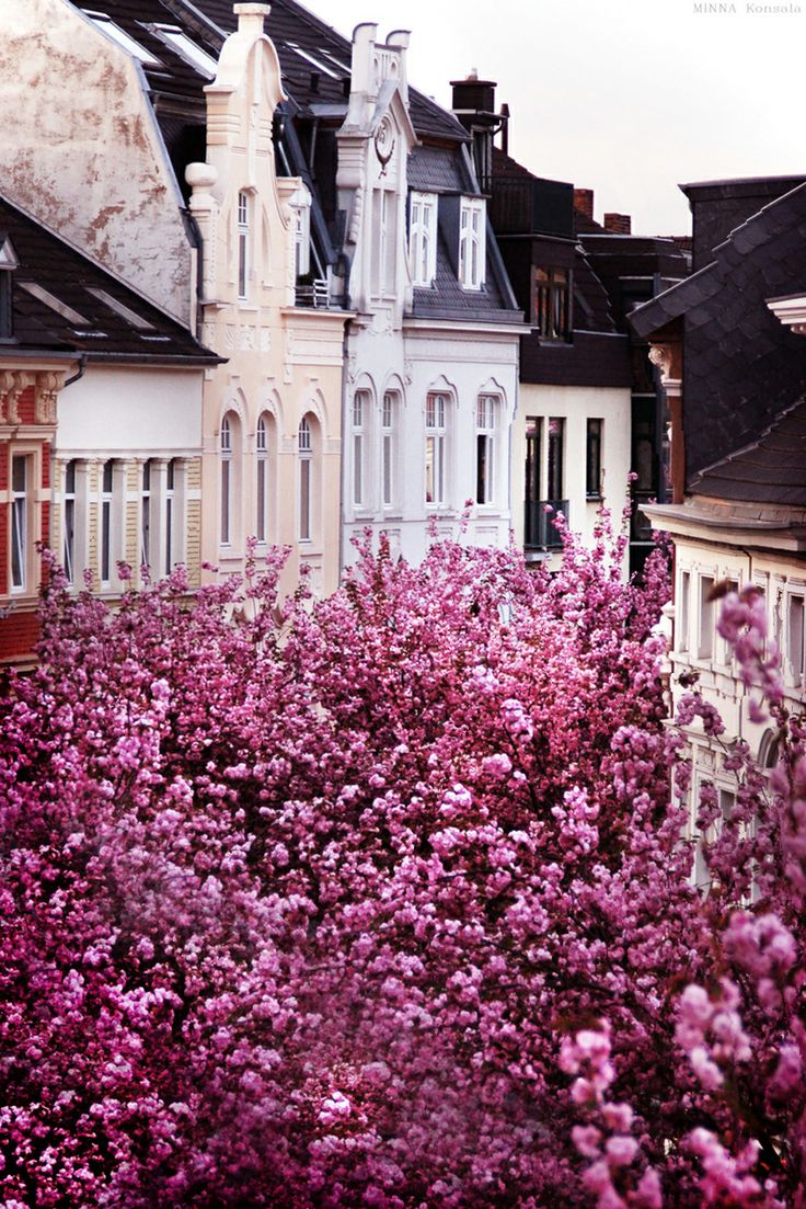 Cherry Blossom in Bonn, Germany