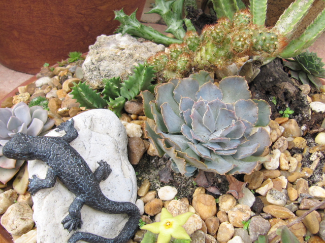 Can Succulents Survive Outside In Georgia - Zone 7B Succulents