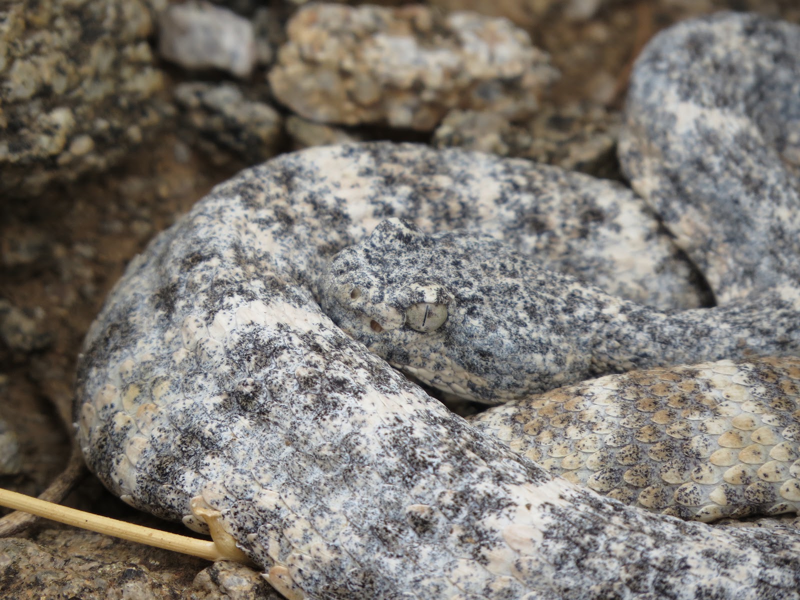 Have Book, Will Travel: Speckled Rattlesnake in Skyline Park, Arizona