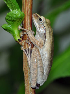 Tree Frog