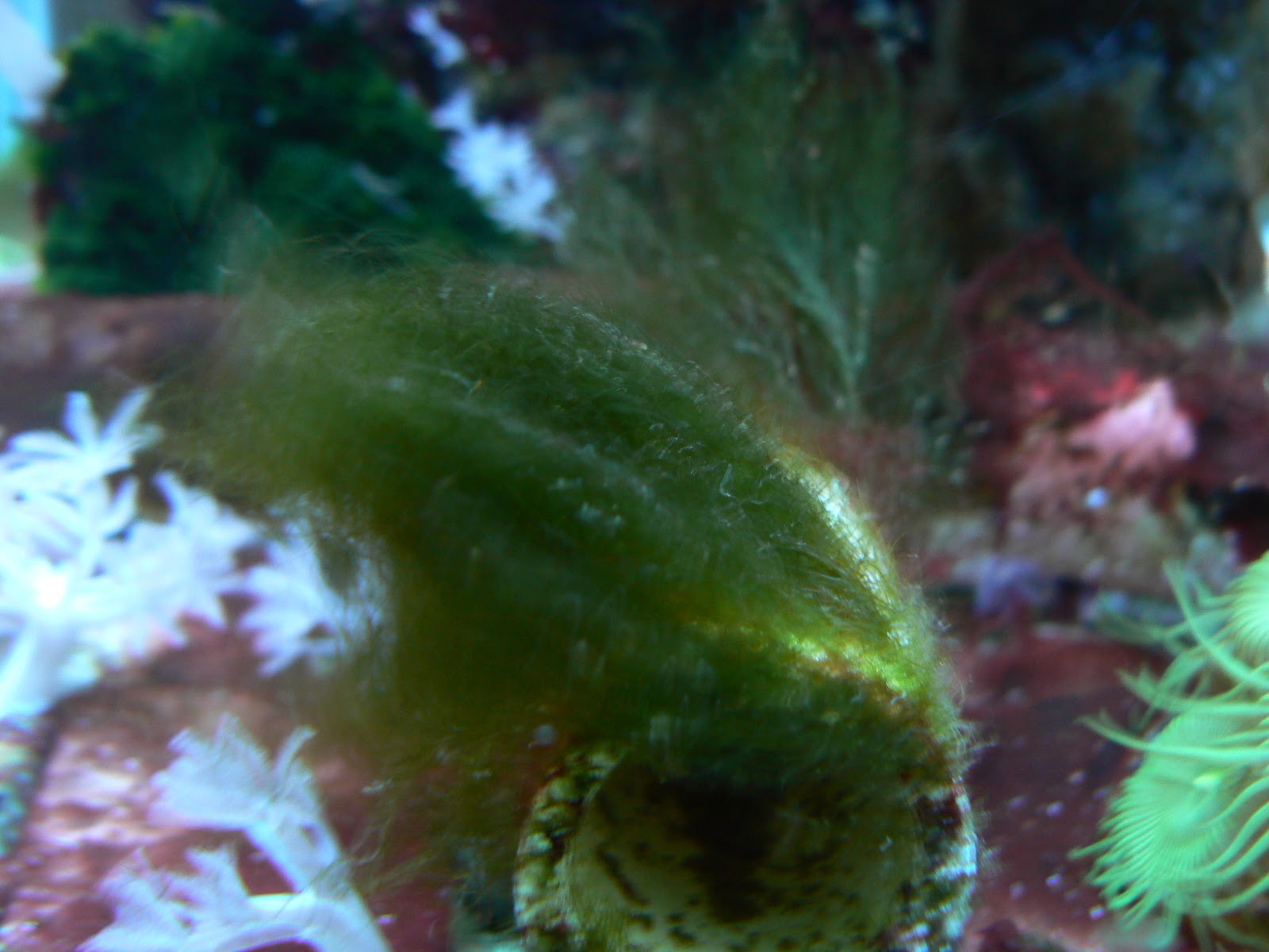 Kaya's Reef Tree War with Hair Algae