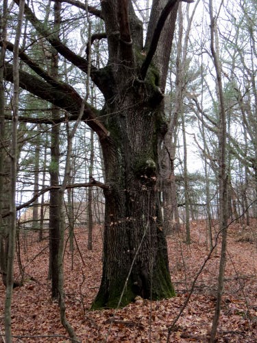 large maple tree in winter