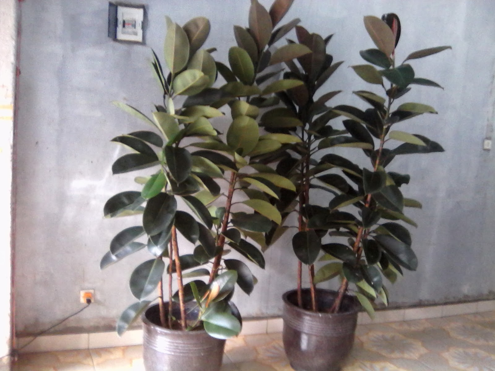 DAUN KARET KEBO UNTUK PENGOBATAN STROKE ALAMI Tips Petani DAUN KARET KEBO UNTUK PENGOBATAN STROKE ALAMI Tips Petani