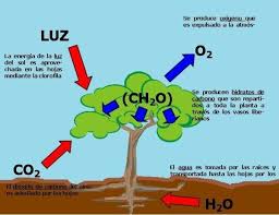 d fotosíntesis y sus componentes