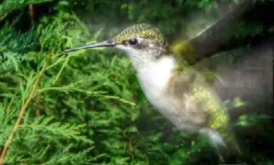 Ruby Throated Hummingbird in Flight