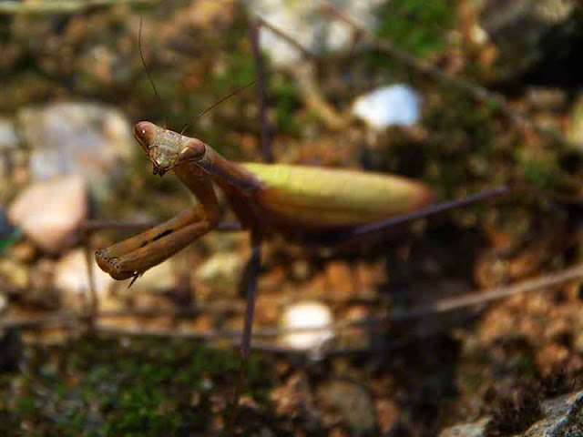 insect, praying mantis