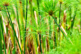 Cyperus papyrus, plants, reeds