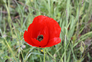 Amapola Flor en Madrid (España)