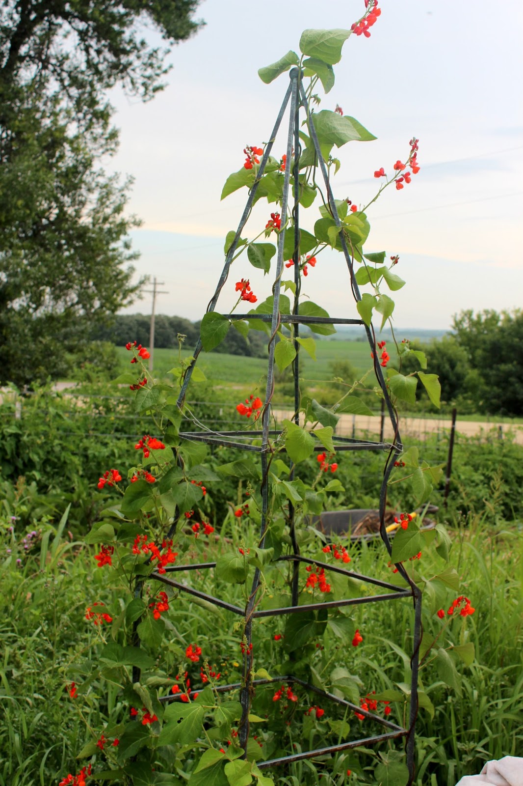 Squash Blossom Farm Wordless Wednesday Midsummer Gardens