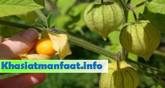 Khasiat dan Manfaat Buah Ciplukan Khasiat dan Manfaat Buah Ciplukan