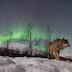 Watch the Northern lights Whilst Cuddling with Wolves in THIS Spectacular Sanctuary in Norway