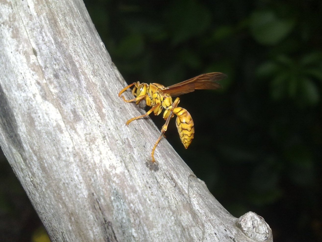 MAURITIUS ISLAND Ile Maurice Strange, Famous Flies and Bugs
