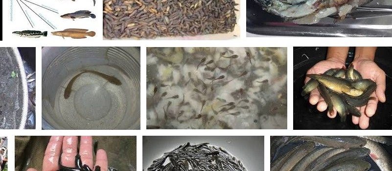 Makanan Ikan Gabus yang Bagus dan Bernutrisi Tinggi