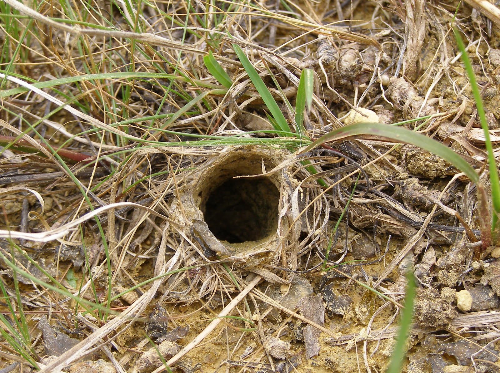 Blue Jay Barrens Burrowing Wolf Spider 2011